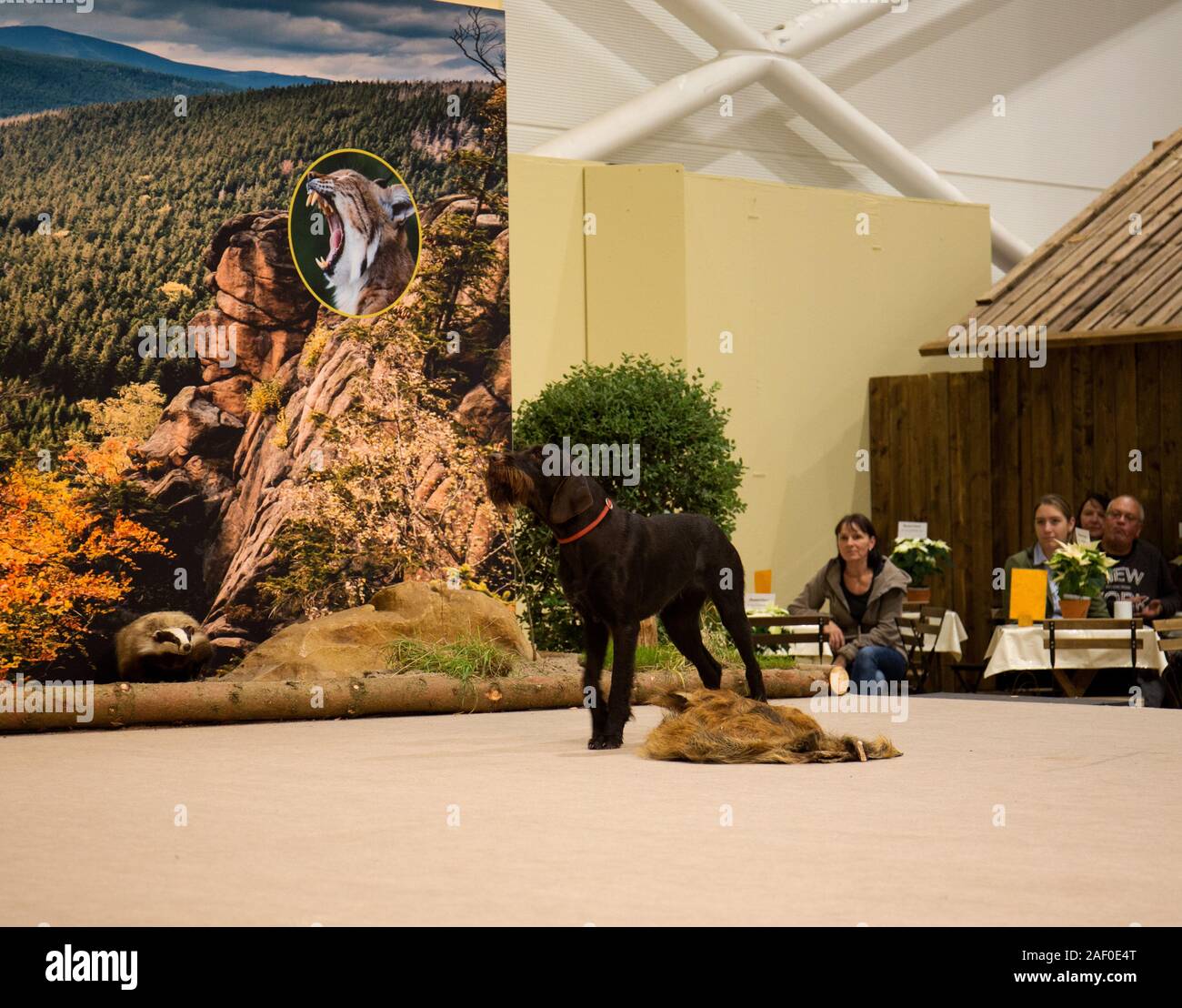 Impressioni di hunt fiera di Hannover bassa Sassonia Germania il 6 dicembre 2019 Foto Stock