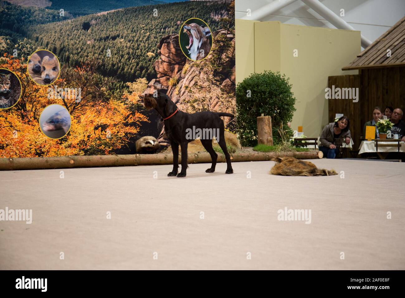 Impressioni di hunt fiera di Hannover bassa Sassonia Germania il 6 dicembre 2019 Foto Stock