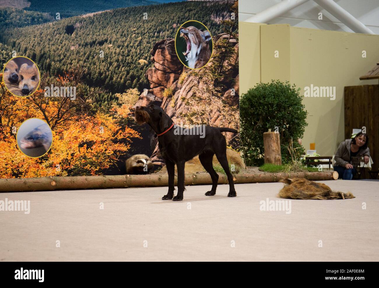 Impressioni di hunt fiera di Hannover bassa Sassonia Germania il 6 dicembre 2019 Foto Stock