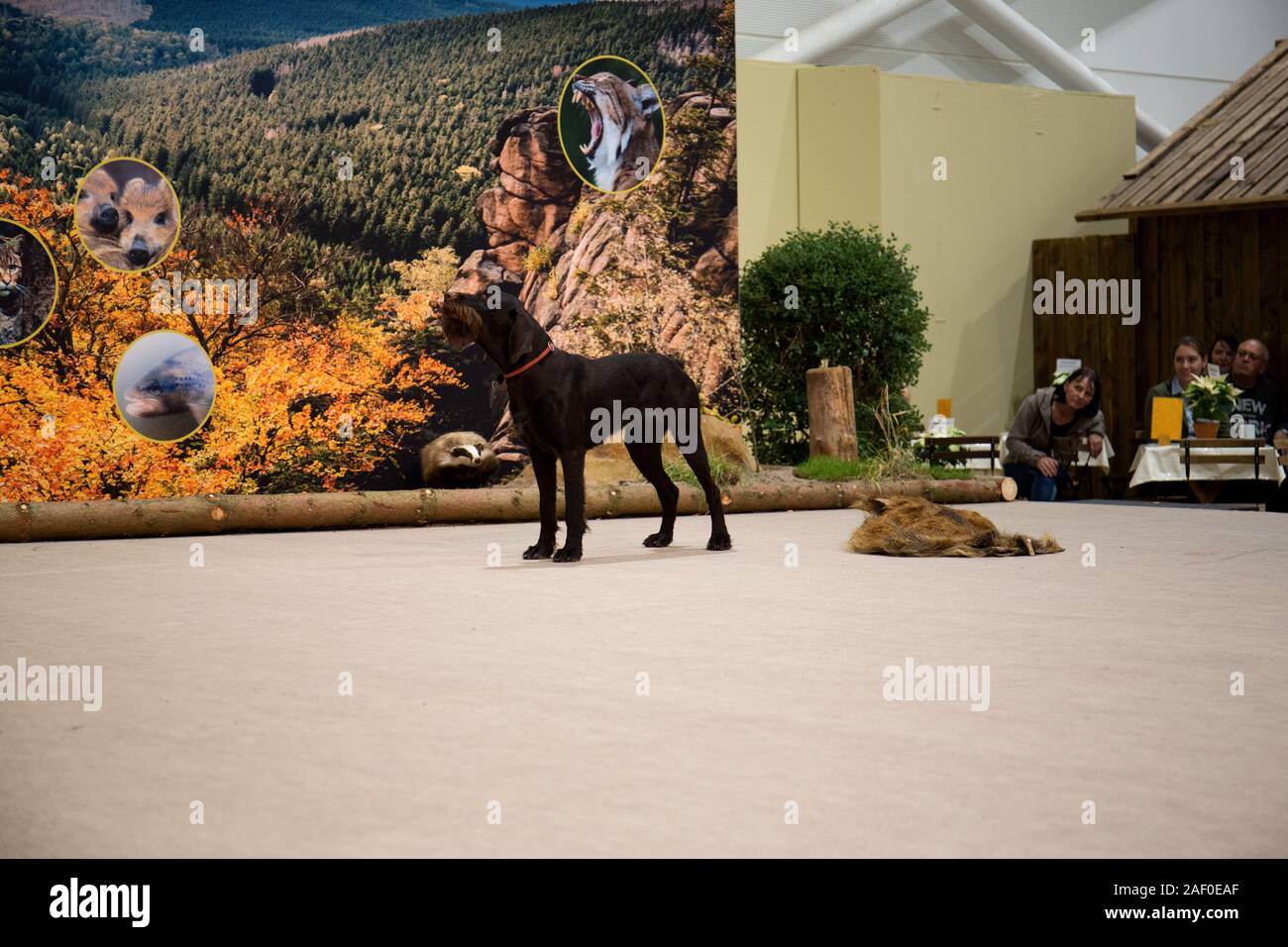 Impressioni di hunt fiera di Hannover bassa Sassonia Germania il 6 dicembre 2019 Foto Stock