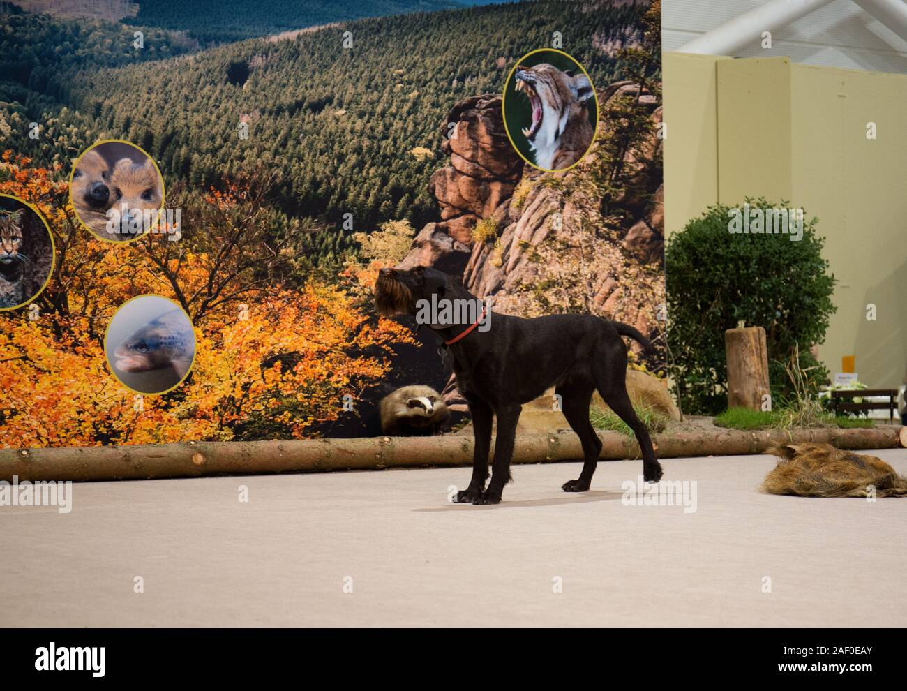 Impressioni di hunt fiera di Hannover bassa Sassonia Germania il 6 dicembre 2019 Foto Stock