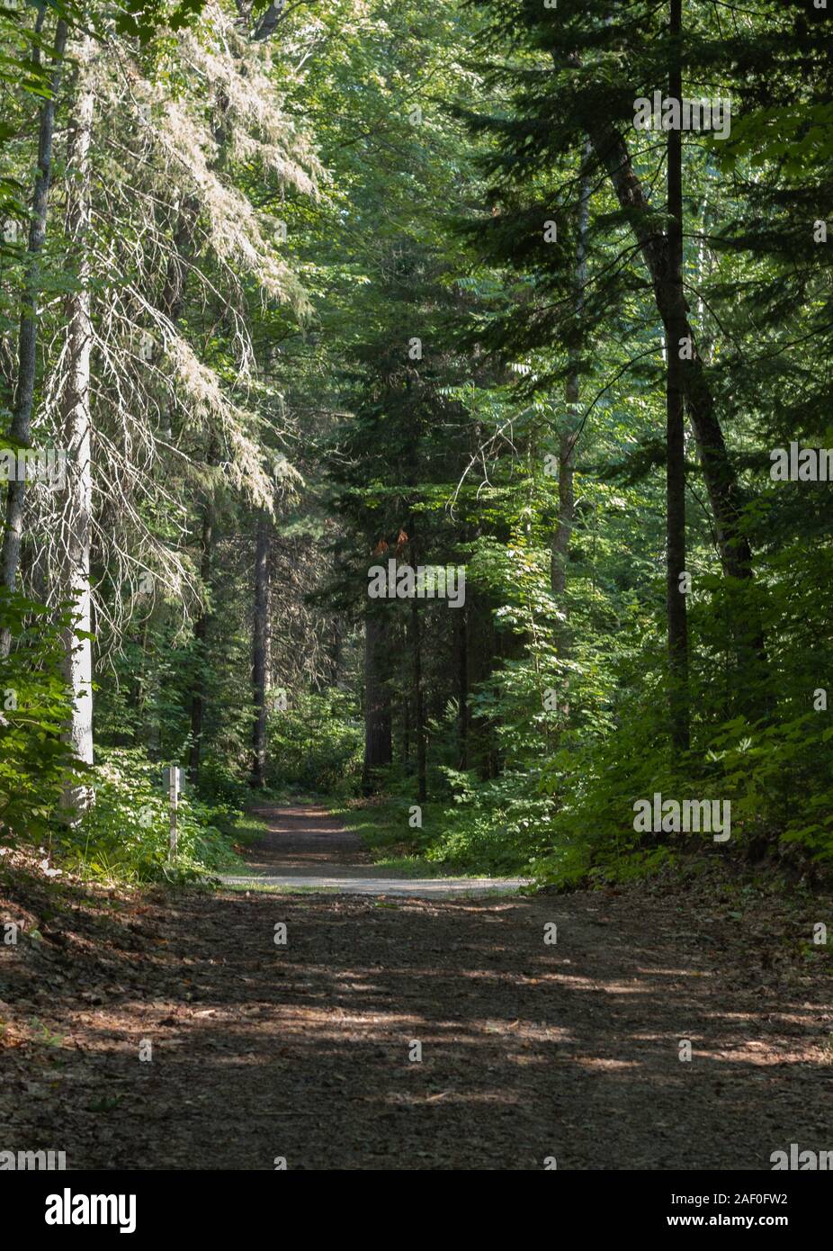 Vecchia e nuova crescita alberi lungo un sentiero forestale Foto Stock