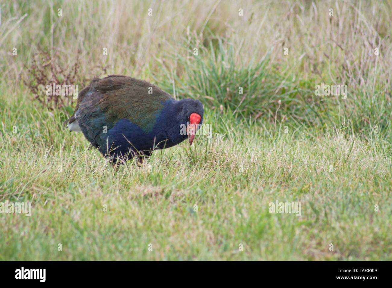 NZ nativo uccello senza luce il Takahe. Fu considerato estinto ma trovato nel 1948 a Fiordland. Attualmente minacciato, stato vulnerabile. Forte becco rosso Foto Stock