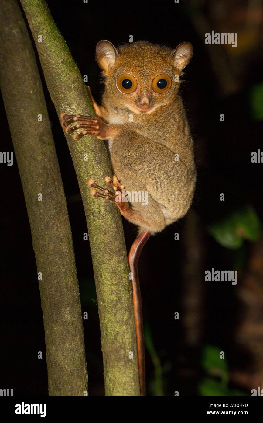 Horsfield o Western Tarsier del Borneo Foto Stock