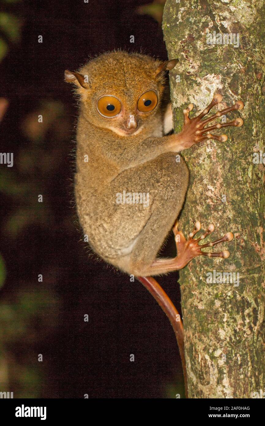 Horsfield o Western Tarsier del Borneo Foto Stock