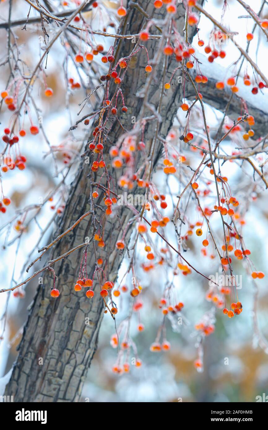 Bacche di ghiaccio in inverno sui rami di un albero Foto Stock