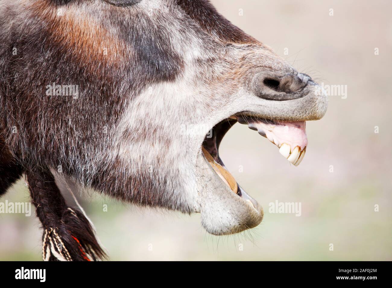 Un mulo sbadigli in Jebel Sirwa regione del Anti atlante del Marocco, Africa del Nord. Muli sono splendidi animali in grado di trasportare grandi loa Foto Stock