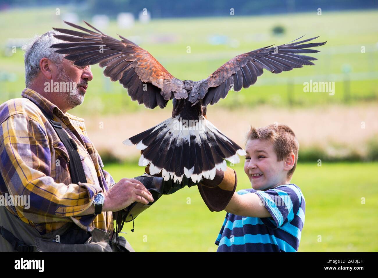 Un display di falconeria a Lowther rapace centro vicino a Penrith, Cumbria, Regno Unito, con una falconer per attrarre un Harris Hawk per atterrare su un membro della pubbl Foto Stock