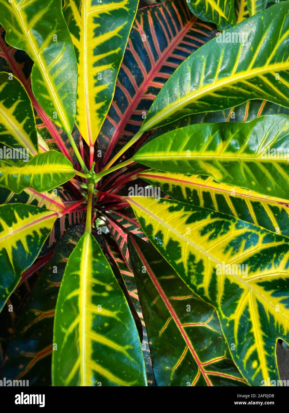 Verde di piante tropicali in giardino giungla close up di foglie Foto Stock