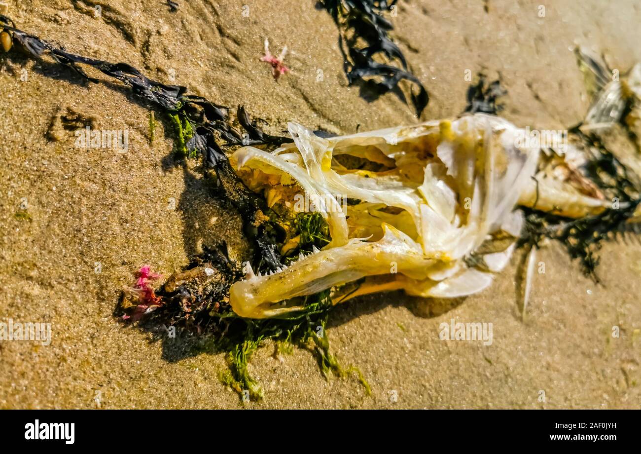 Primo piano del cranio con la dentiera di una lavata di sbarcare il pesce, lo scheletro rimane con denti affilati Foto Stock