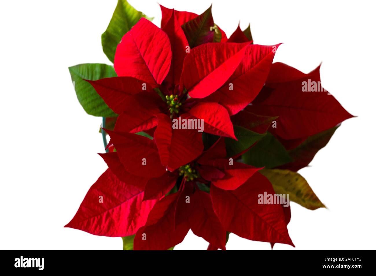 Vista superiore del rosso fiore poinsettia Foto Stock