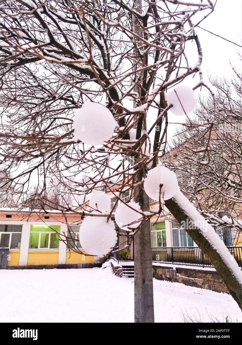 Facciamo i mestieri con bambini - bambini decorato gli alberi nel cortile con snowballs con un attrezzo speciale per rendere snowballs. Esso si è rivelato molto bello. Foto Stock