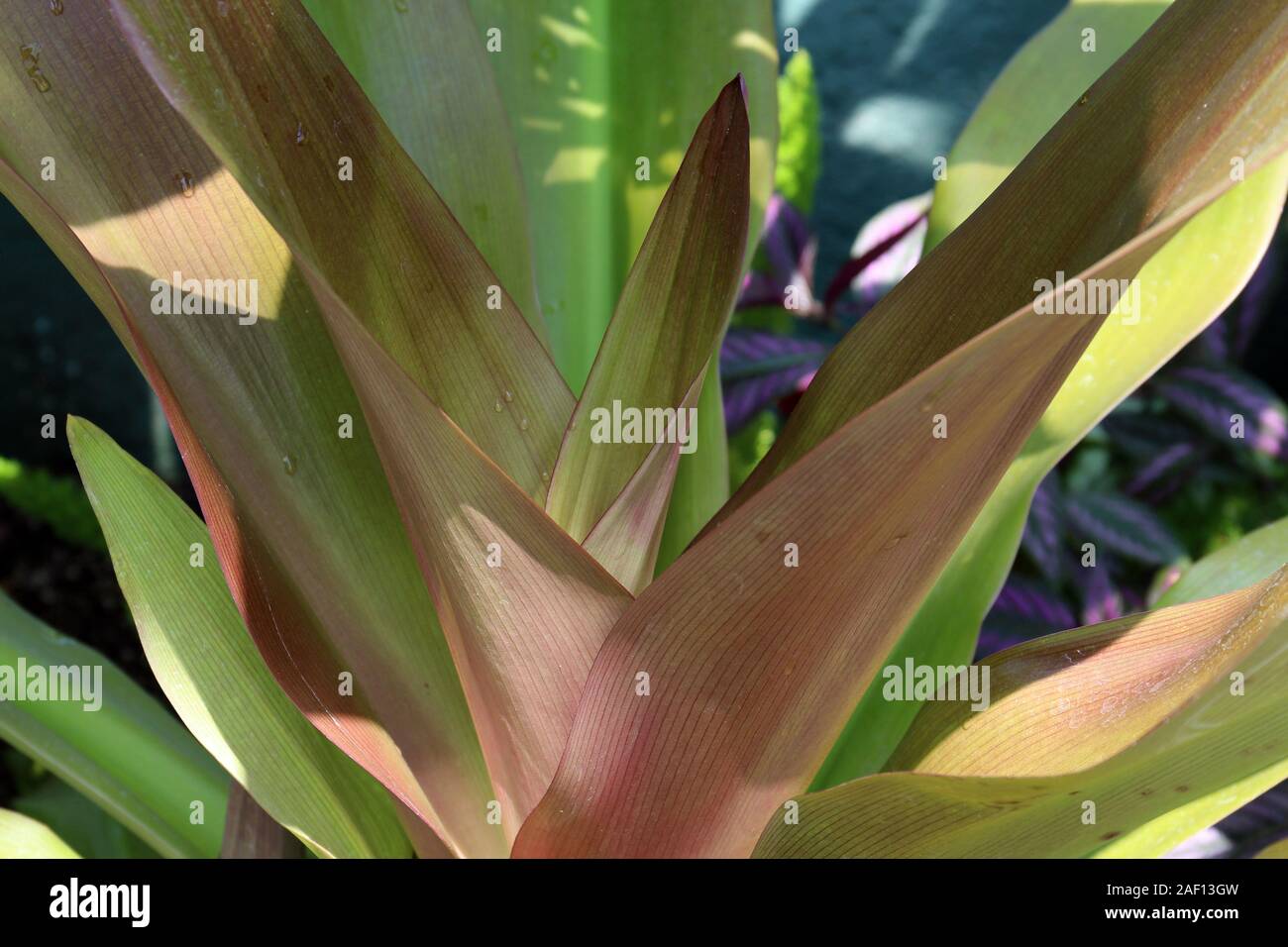 Primo piano di foglie di un viola Queen Lily, Crinum asiaticum, con goccioline di acqua Foto Stock