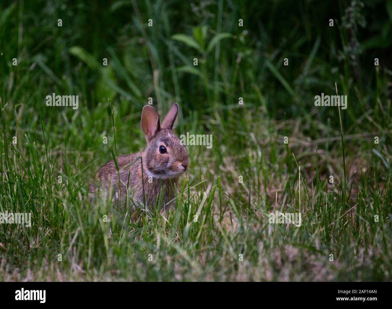 Un giovane orientale di coniglio silvilago siede su erba in un cortile suburbana Foto Stock