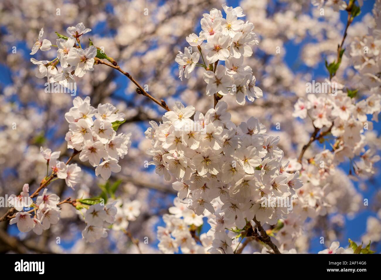 Sakura (ciliegio) blossoms ad alta Parco in primavera a Toronto contro un cielo blu Foto Stock