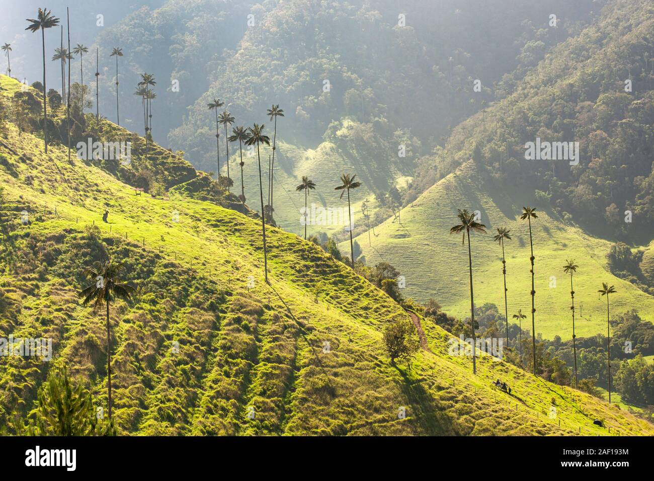 La Valle de Cocora (Cocora valley) vicino Salento in Colombia. Foto Stock
