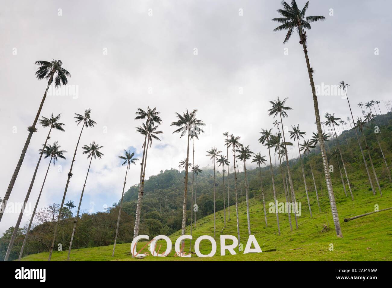 La Valle de Cocora (Cocora valley) vicino Salento in Colombia. Foto Stock