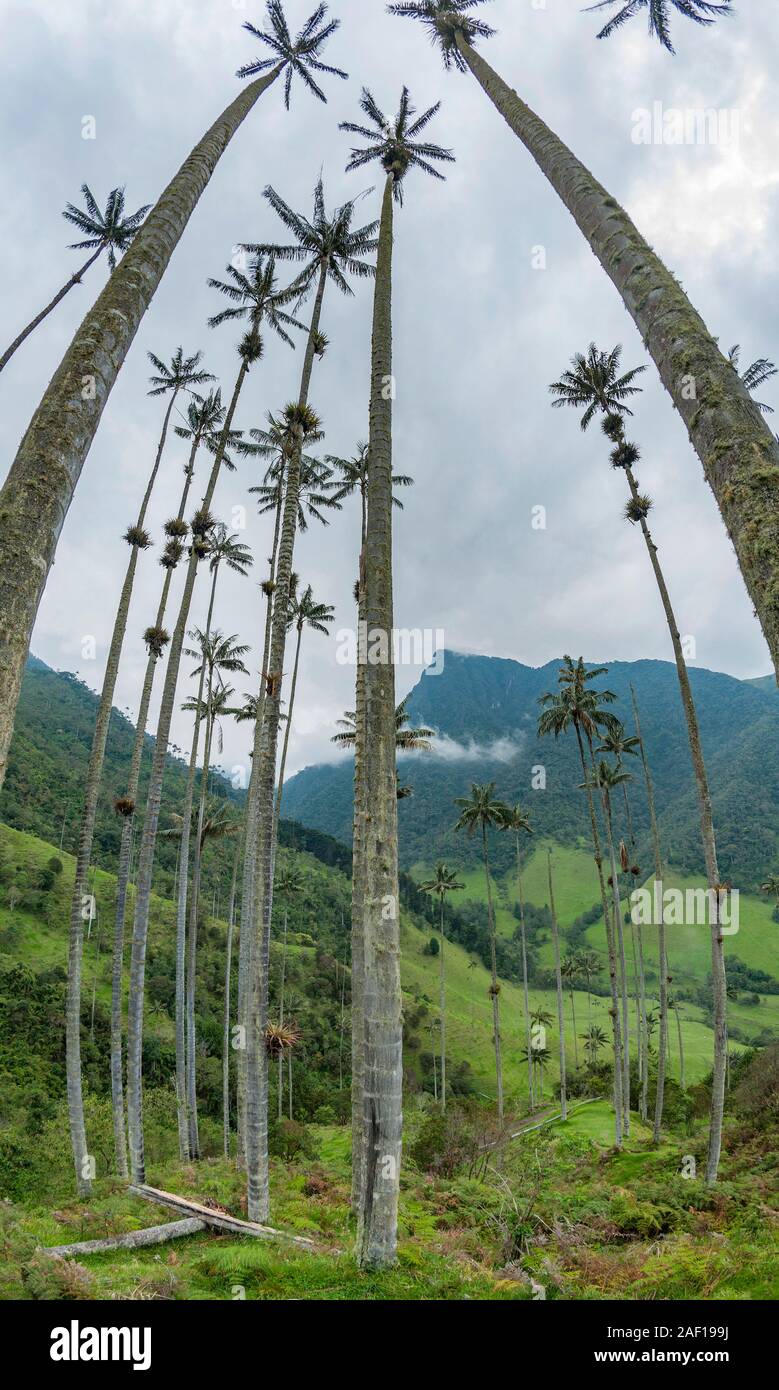 La Valle de Cocora (Cocora valley) vicino Salento in Colombia. Foto Stock