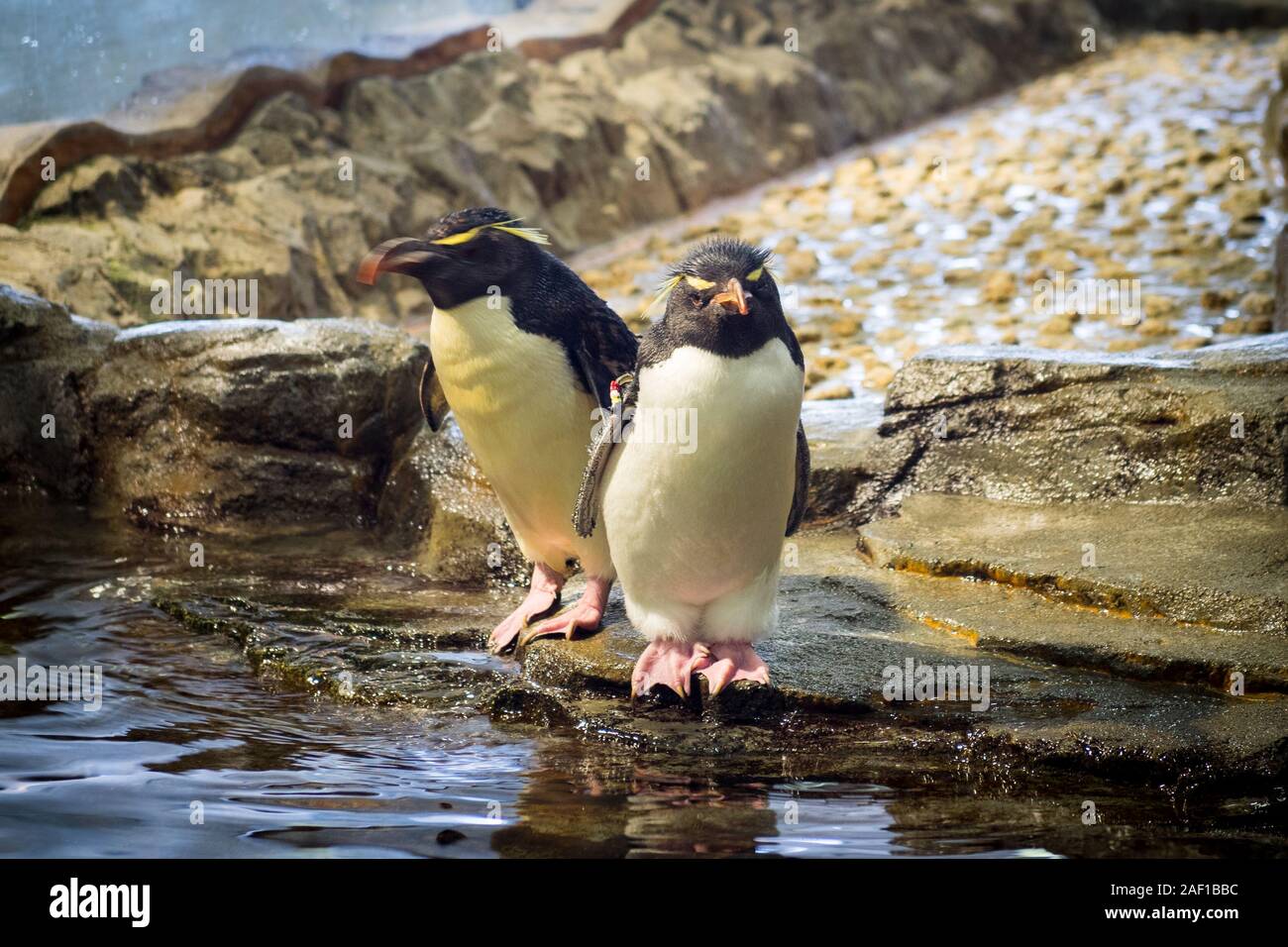 Due southern pinguini saltaroccia (Eudyptes chrysocome) (sud pinguino saltaroccia) a Osaka Acquario Kaiyukan di Osaka in Giappone. Foto Stock