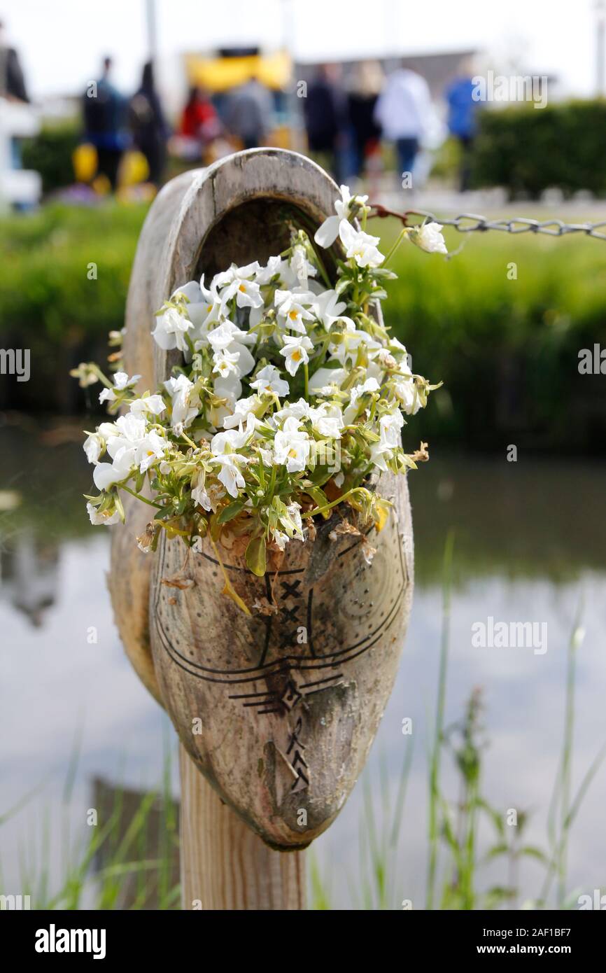 Zoccoli di legno vecchi olandesi decorati con fiori bianchi in fiore in una  giornata di sole, Paesi Bassi Foto stock - Alamy