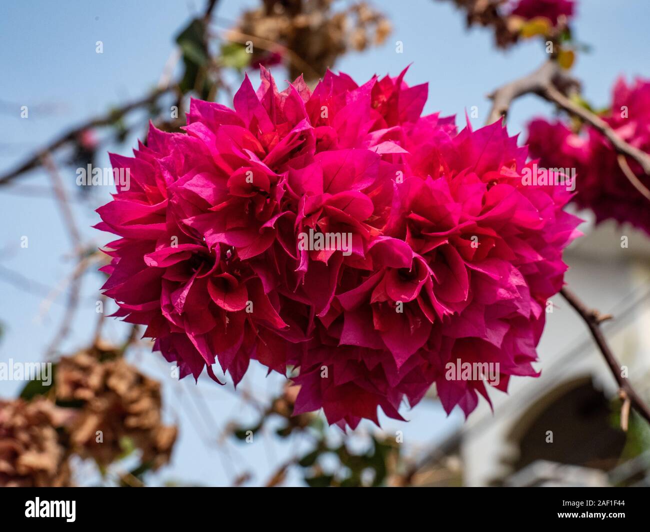 Blooming magenta fiori di bouganville con cielo blu come sfondo Foto Stock
