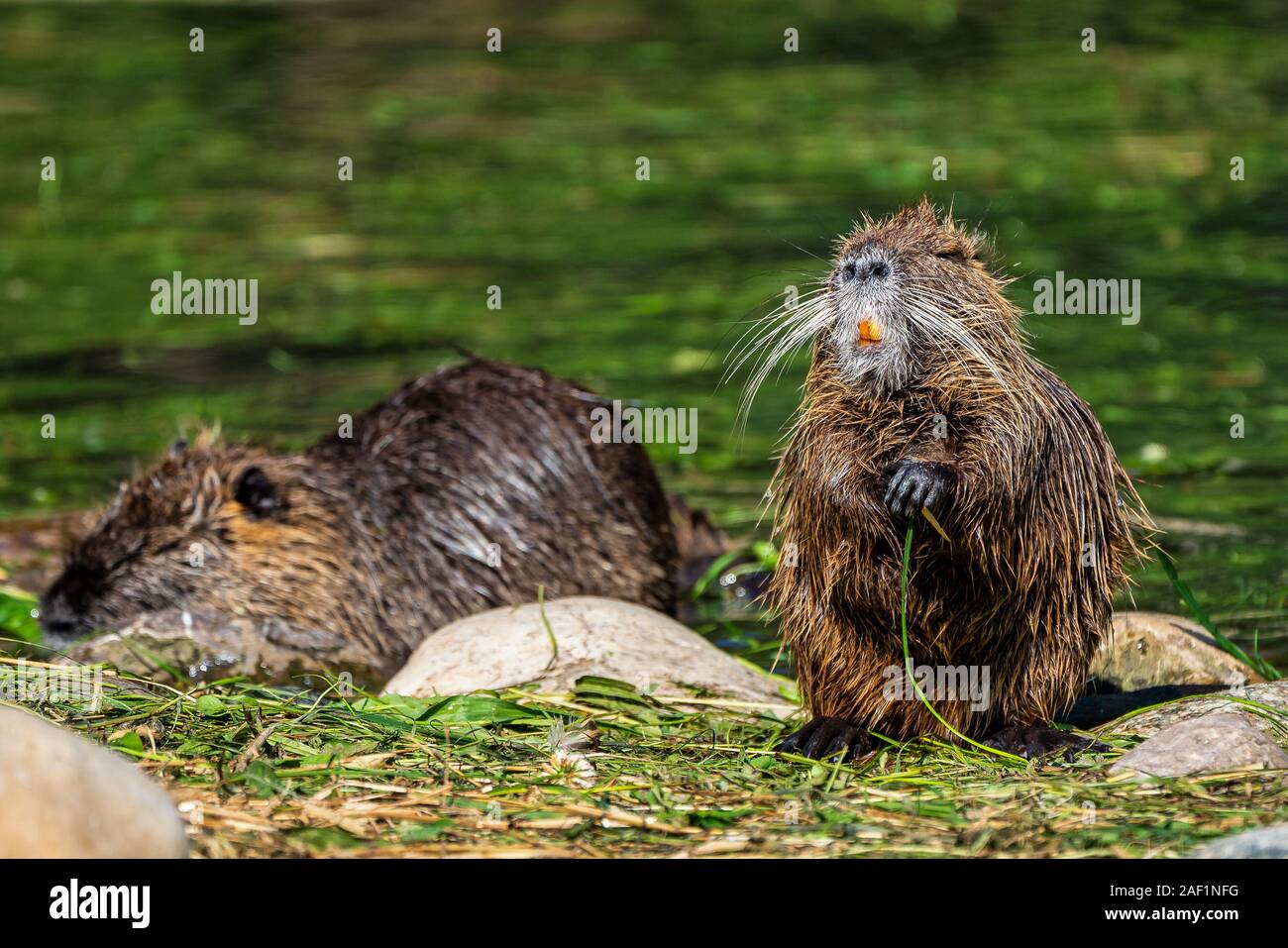 Coypu, Myocastor coypus, noto anche come fiume di ratto o di nutria Foto Stock