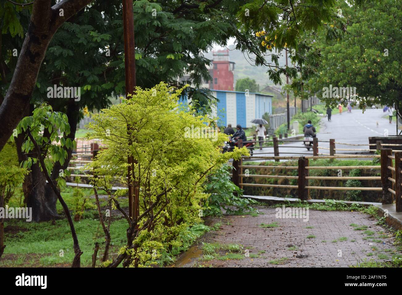 Vegetazione lussureggiante nella stagione delle piogge, Nashik Maharashtra Foto Stock