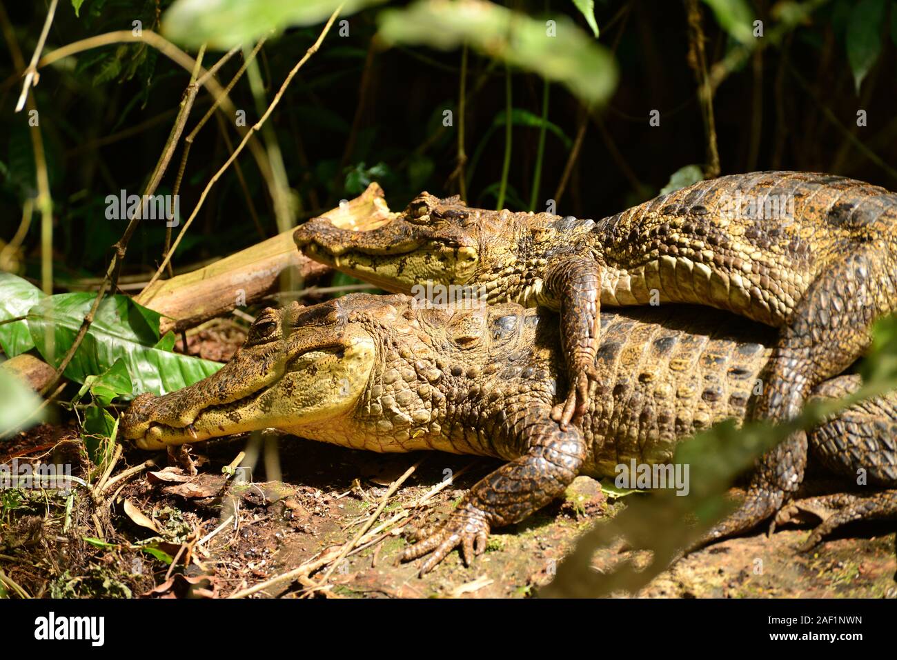 Femmina di coccodrillo americano (Crocodylus acutus) portante i giovani sul retro. Parco Nazionale di Tortuguero in Costa Rica. Foto Stock