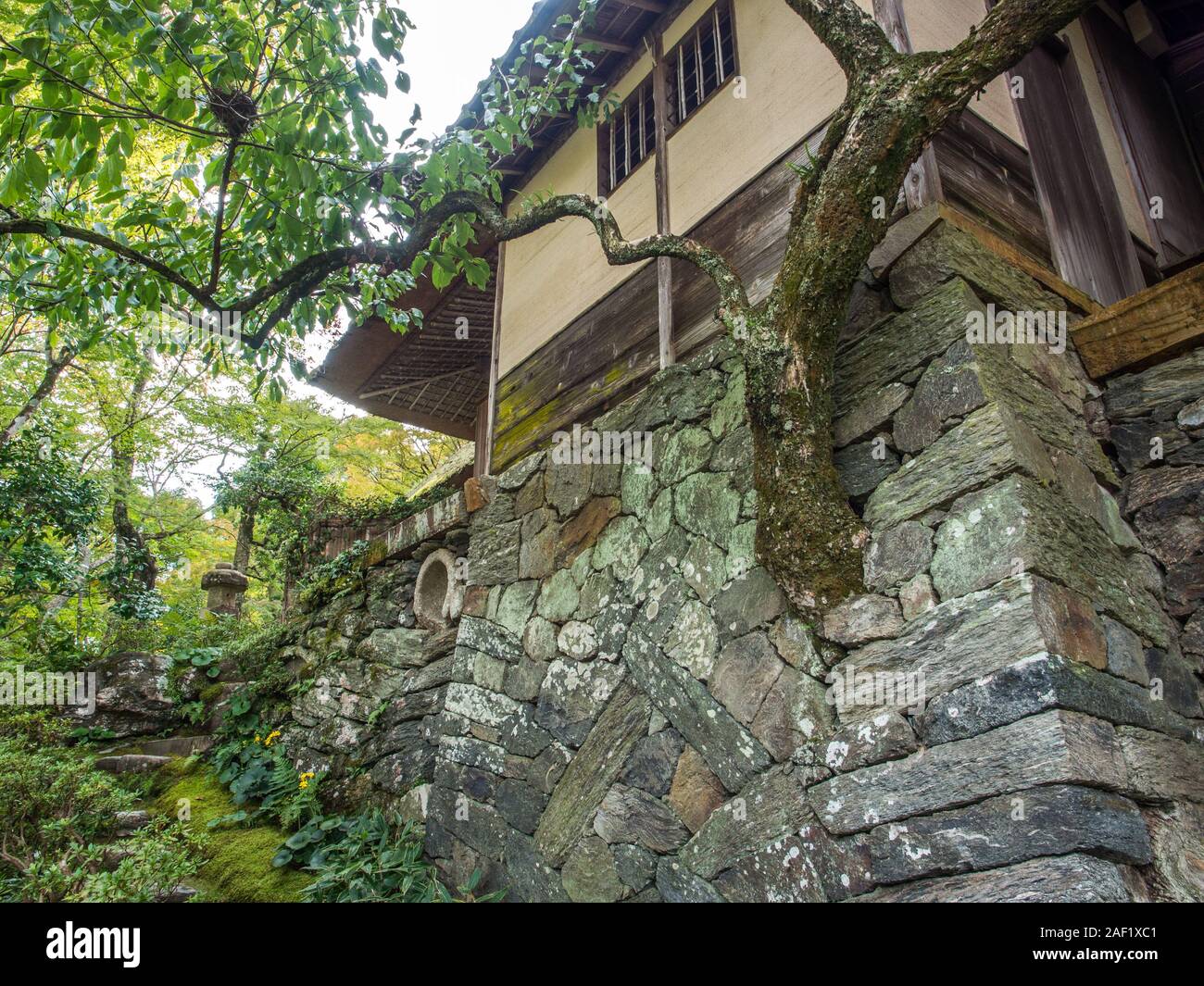 Un albero vivo cresce dal muro di pietra all'ingresso Garyu, Garyū Sansō, Ozu, Ehime Shikoku Foto Stock