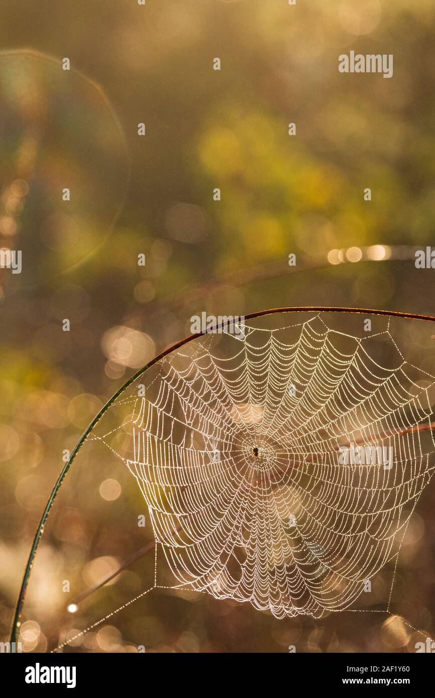 Vista di spider web Foto Stock