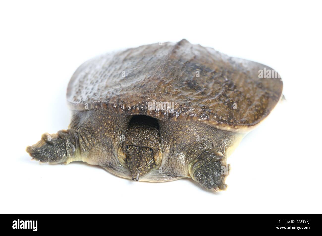 Comune di tartaruga softshell o softshell asiatico tartaruga (Amyda cartilaginea) isolato su sfondo bianco Foto Stock