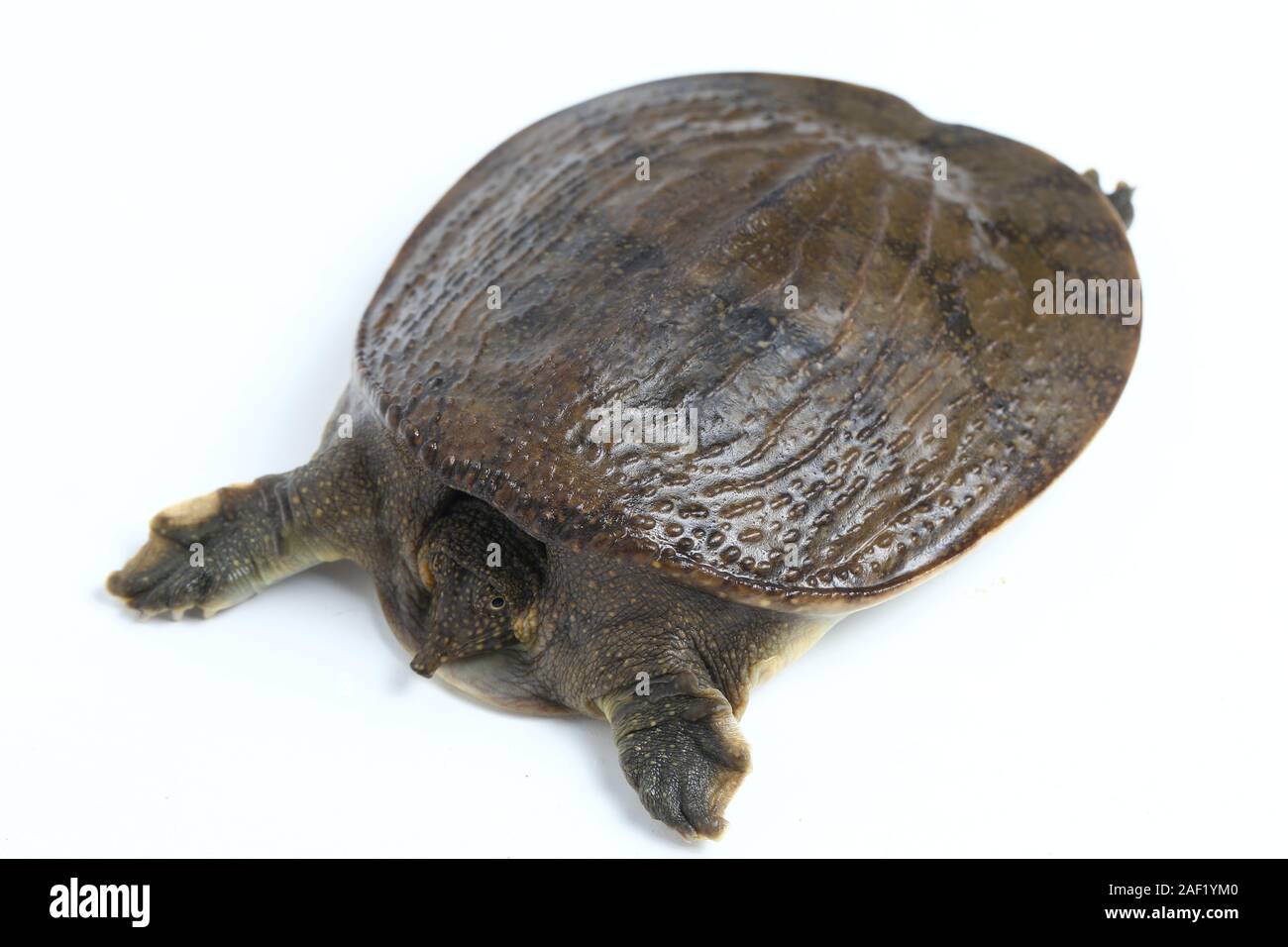 Comune di tartaruga softshell o softshell asiatico tartaruga (Amyda cartilaginea) isolato su sfondo bianco Foto Stock