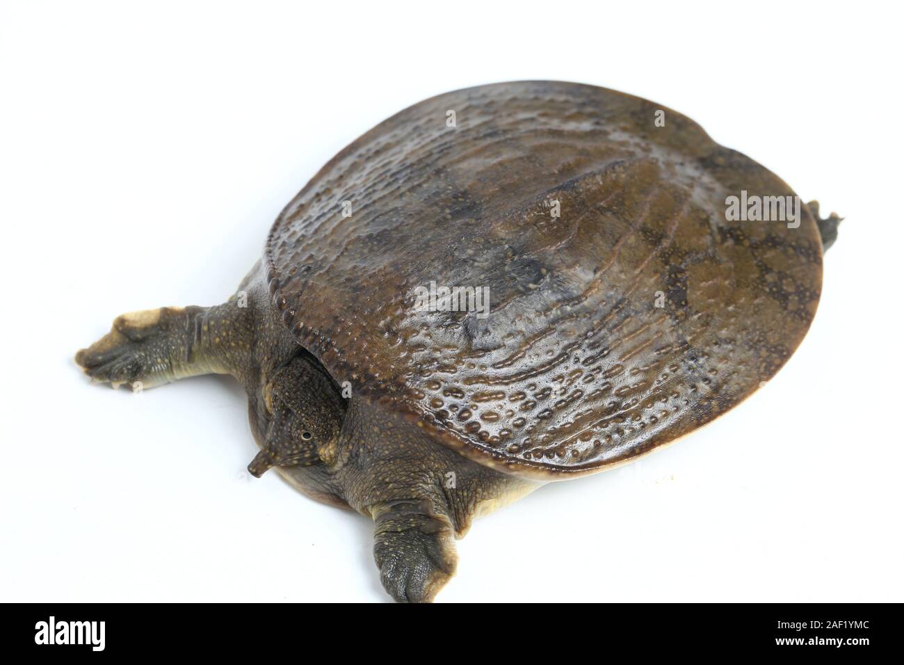 Comune di tartaruga softshell o softshell asiatico tartaruga (Amyda cartilaginea) isolato su sfondo bianco Foto Stock
