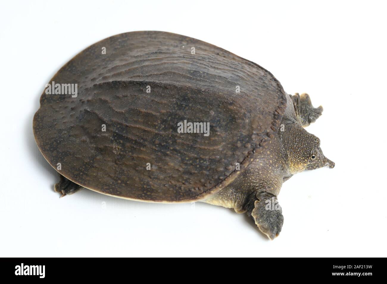 Comune di tartaruga softshell o softshell asiatico tartaruga (Amyda cartilaginea) isolato su sfondo bianco Foto Stock