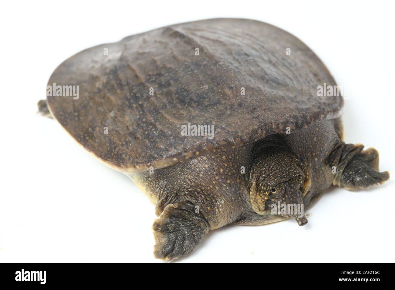 Comune di tartaruga softshell o softshell asiatico tartaruga (Amyda cartilaginea) isolato su sfondo bianco Foto Stock