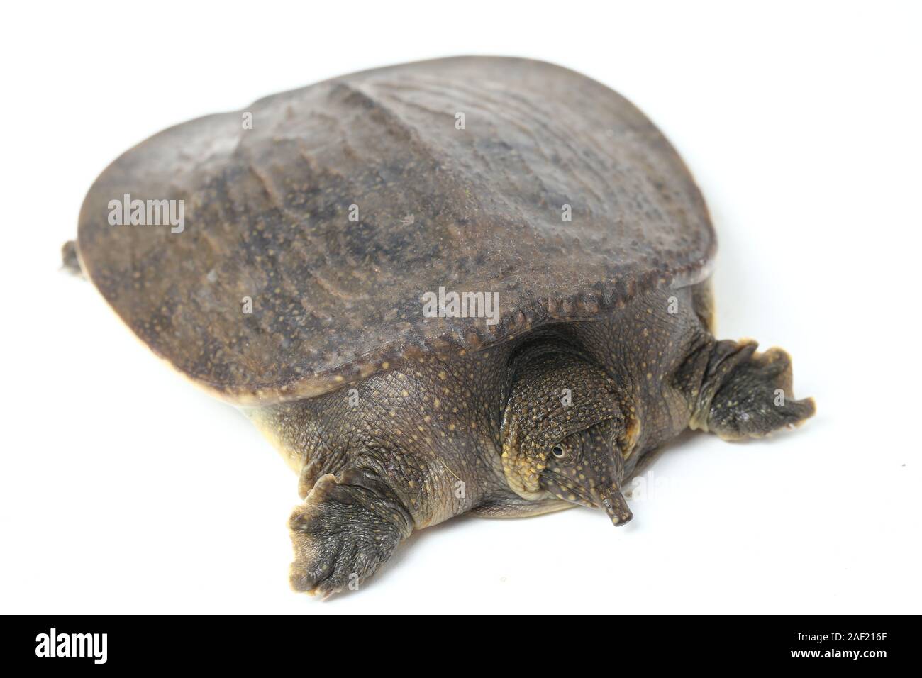 Comune di tartaruga softshell o softshell asiatico tartaruga (Amyda cartilaginea) isolato su sfondo bianco Foto Stock