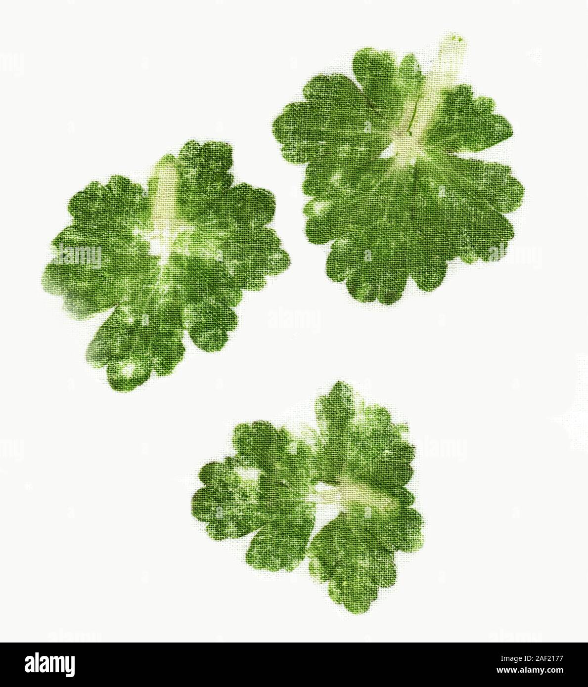 Impianto di stampe su tessuti. Ecoprint. Colorazione del tessuto con il succo di piante Foto Stock