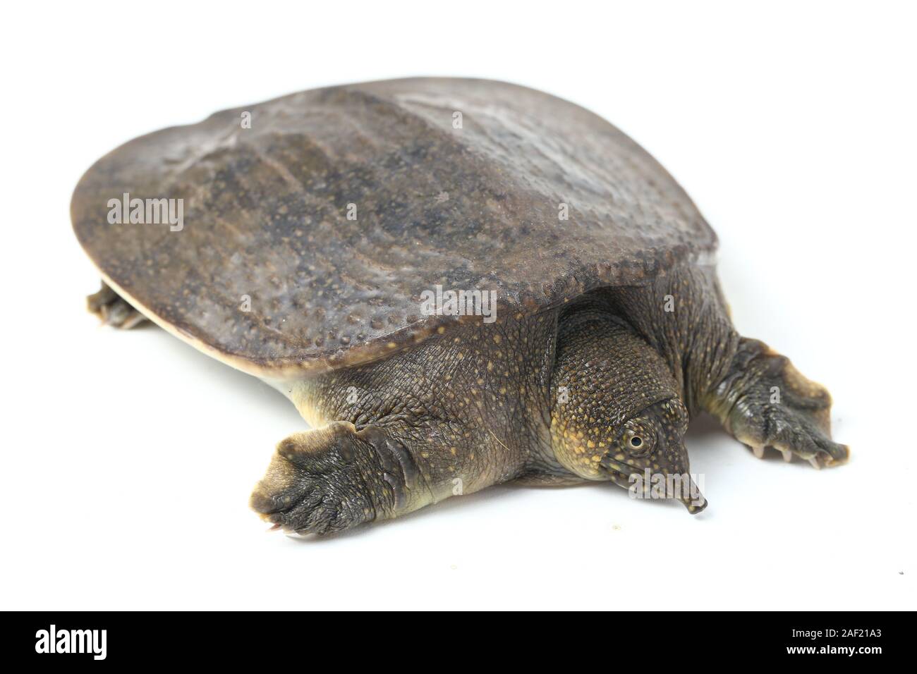Comune di tartaruga softshell o softshell asiatico tartaruga (Amyda cartilaginea) isolato su sfondo bianco Foto Stock