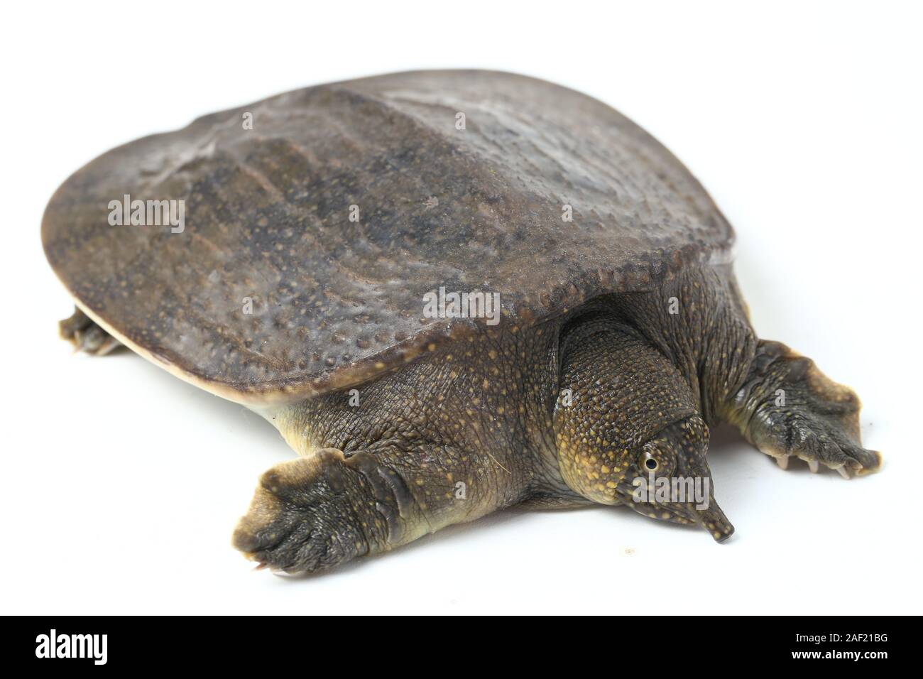 Comune di tartaruga softshell o softshell asiatico tartaruga (Amyda cartilaginea) isolato su sfondo bianco Foto Stock