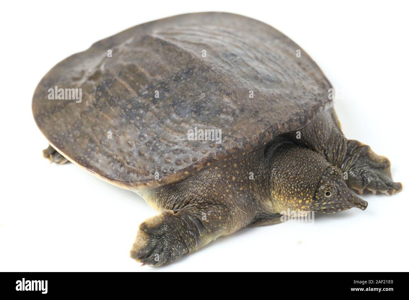 Comune di tartaruga softshell o softshell asiatico tartaruga (Amyda cartilaginea) isolato su sfondo bianco Foto Stock