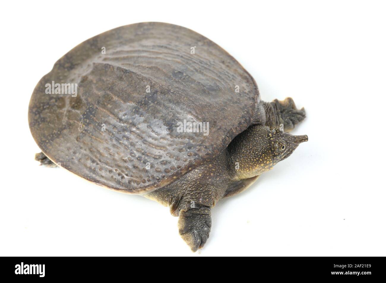 Comune di tartaruga softshell o softshell asiatico tartaruga (Amyda cartilaginea) isolato su sfondo bianco Foto Stock