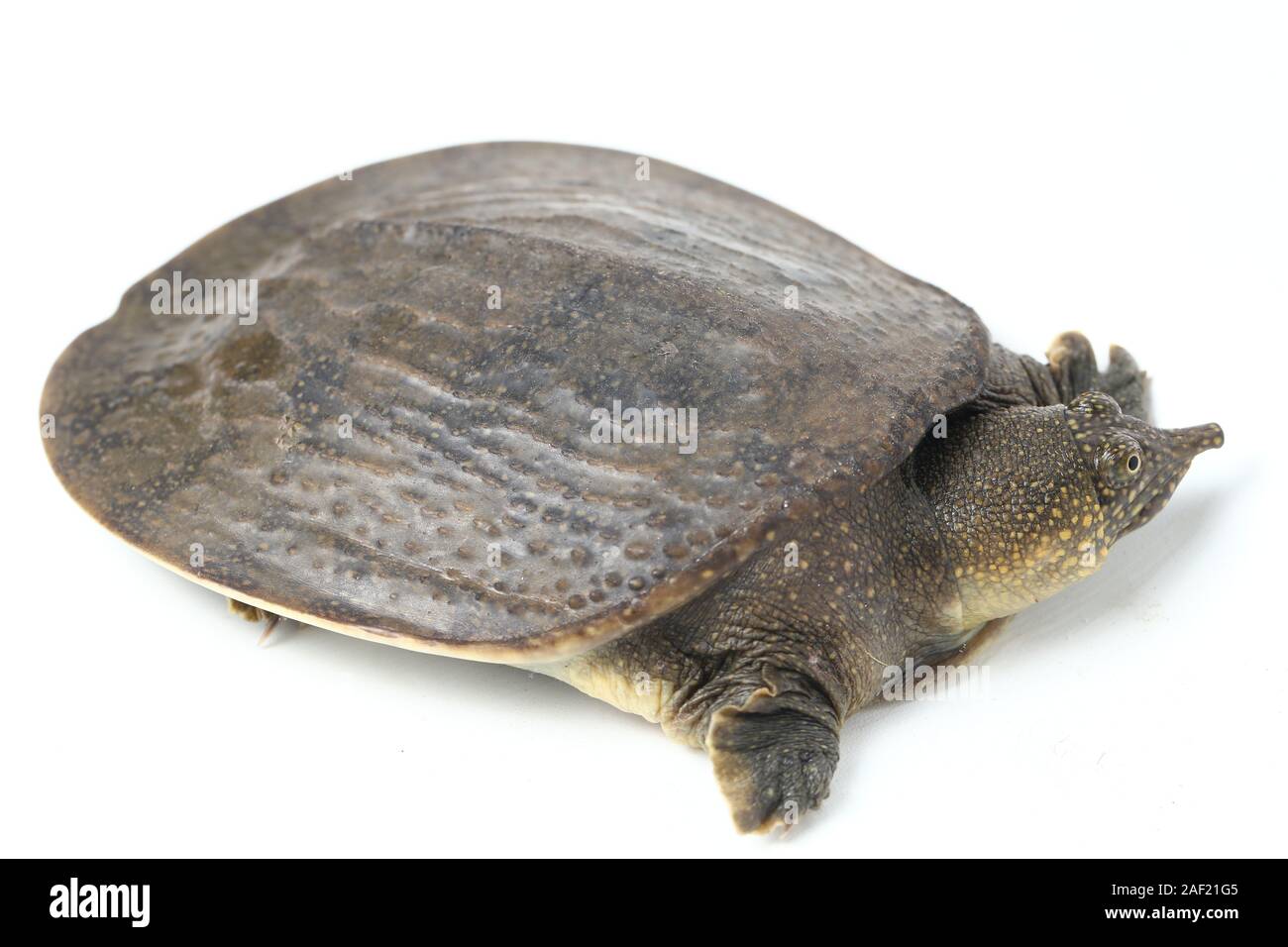 Comune di tartaruga softshell o softshell asiatico tartaruga (Amyda cartilaginea) isolato su sfondo bianco Foto Stock