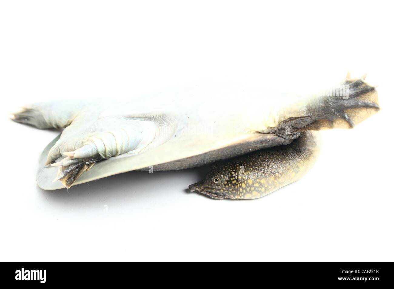 Comune di tartaruga softshell o softshell asiatico tartaruga (Amyda cartilaginea) isolato su sfondo bianco Foto Stock