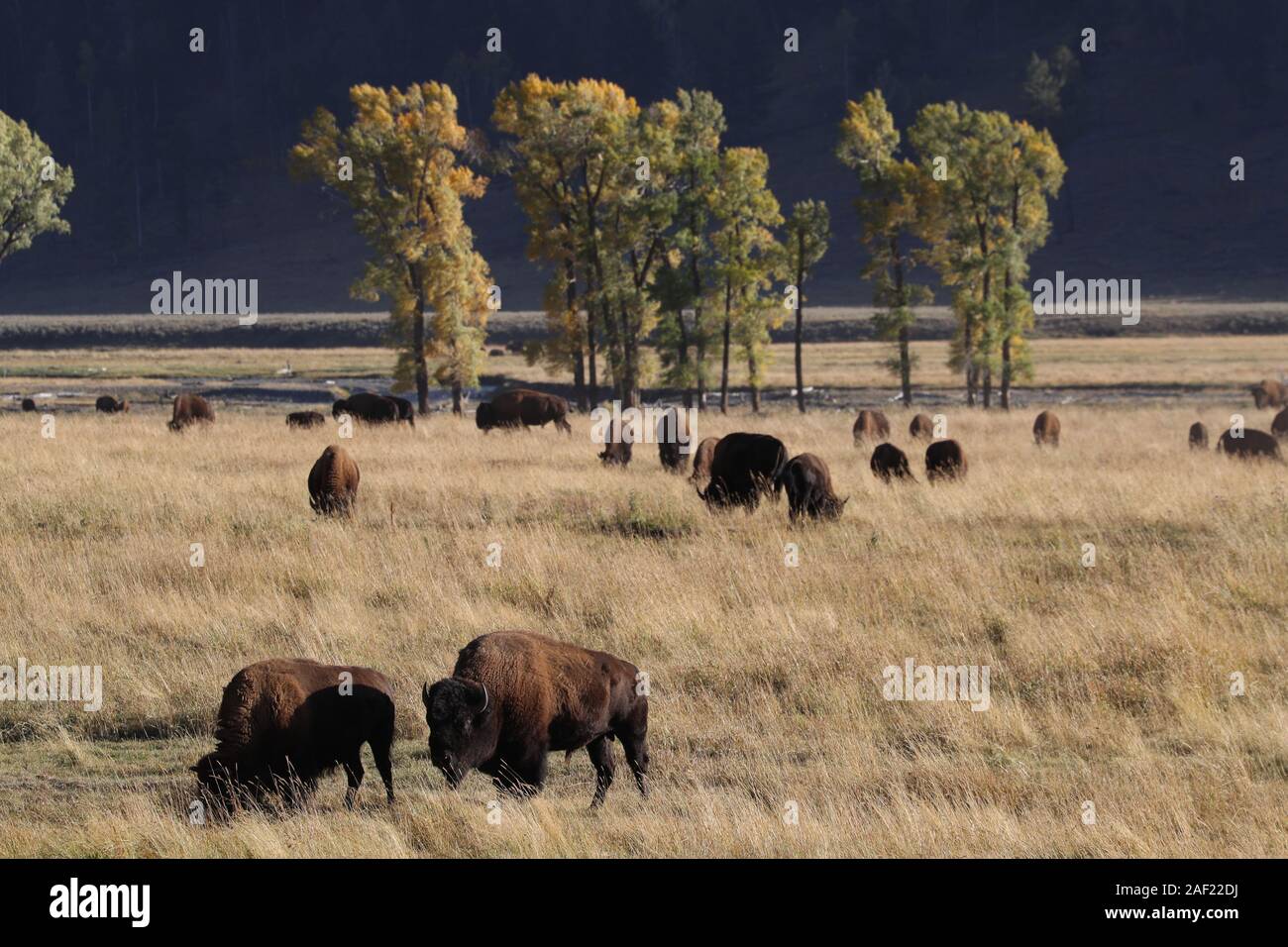 gregge della Buffalo Foto Stock