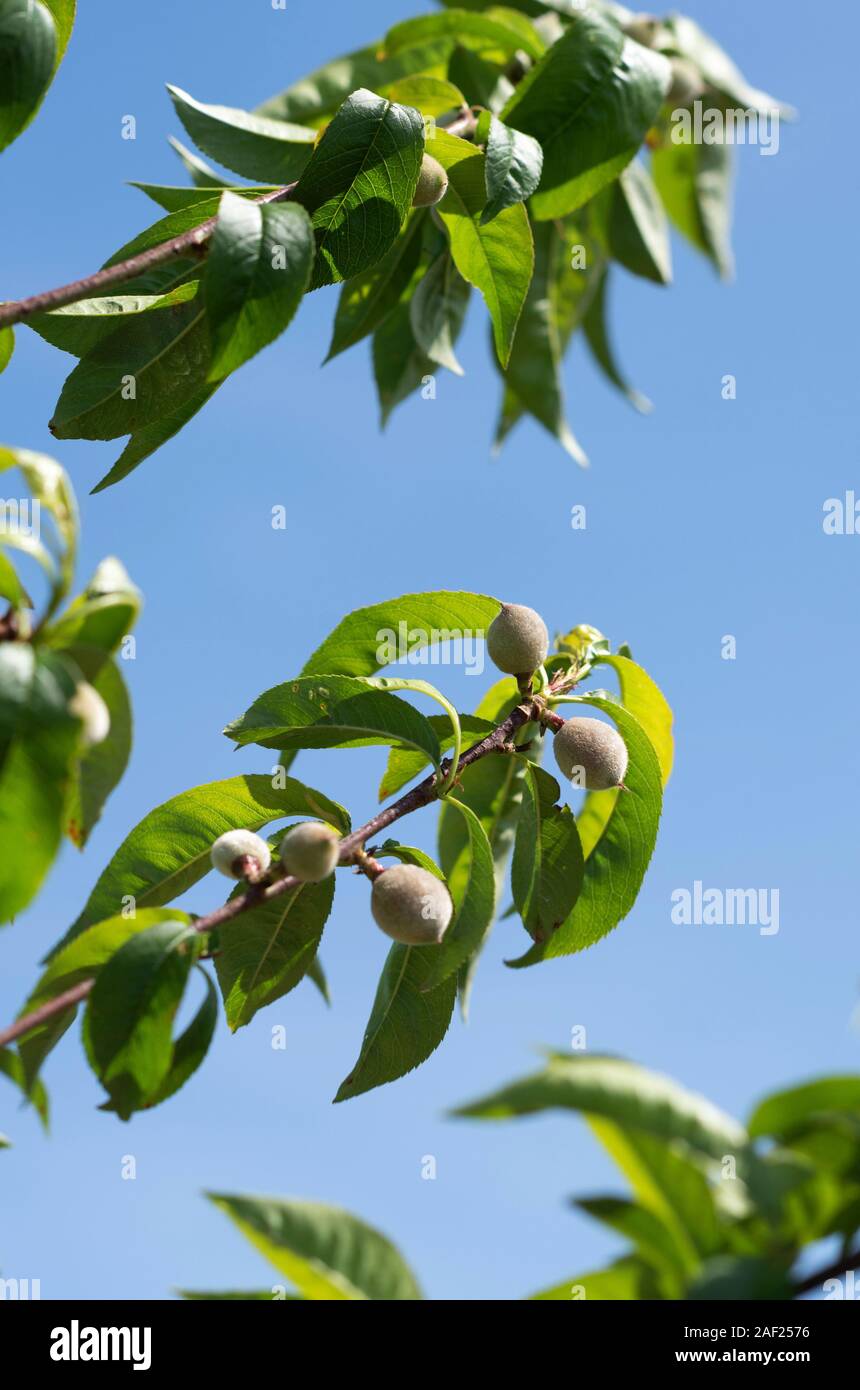 Loriol (sud-est della Francia): Orchard dedicate al biologico le pesche. I frutti sono la maturazione e la prima vendemmia si svolgerà in un paio di settimane Foto Stock