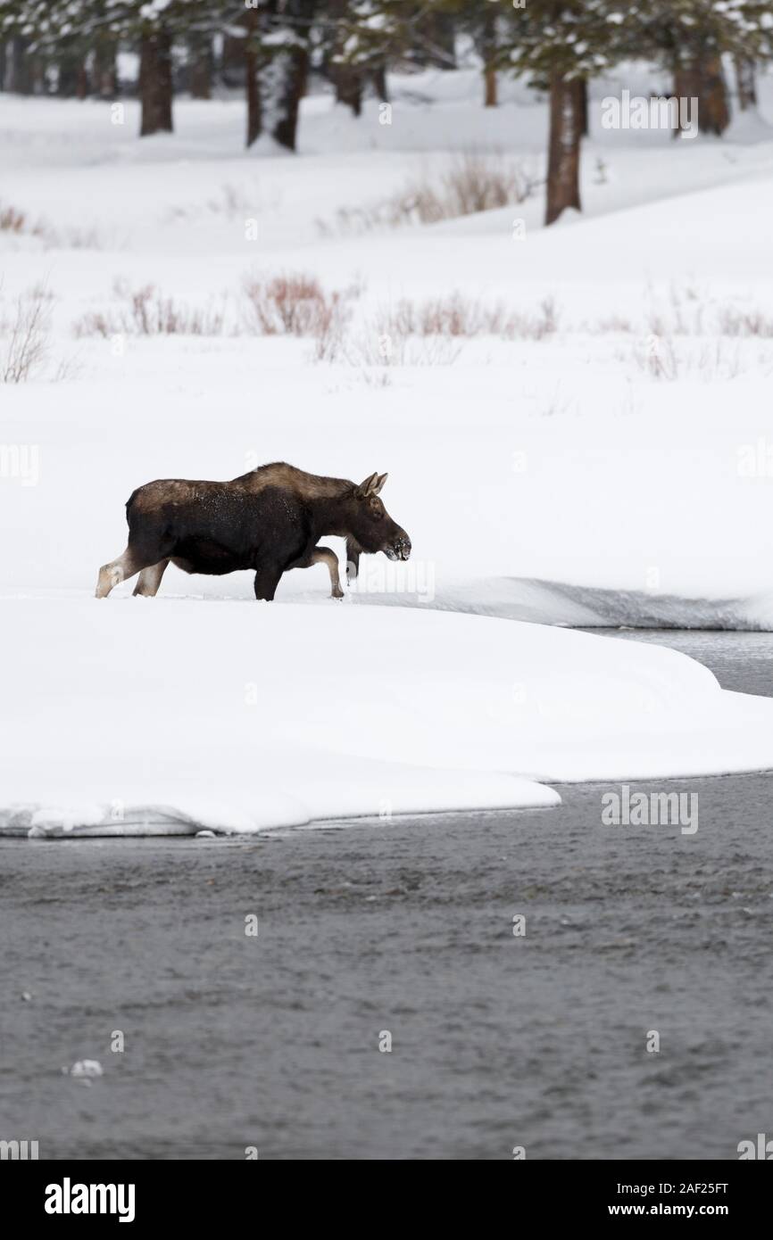 Moose / Elch ( Alces alces ) Bull in inverno, attraversare un fiume, camminando tra una insenatura, circondata da un sacco di neve, Yellowstone NP, Wyoming negli Stati Uniti. Foto Stock