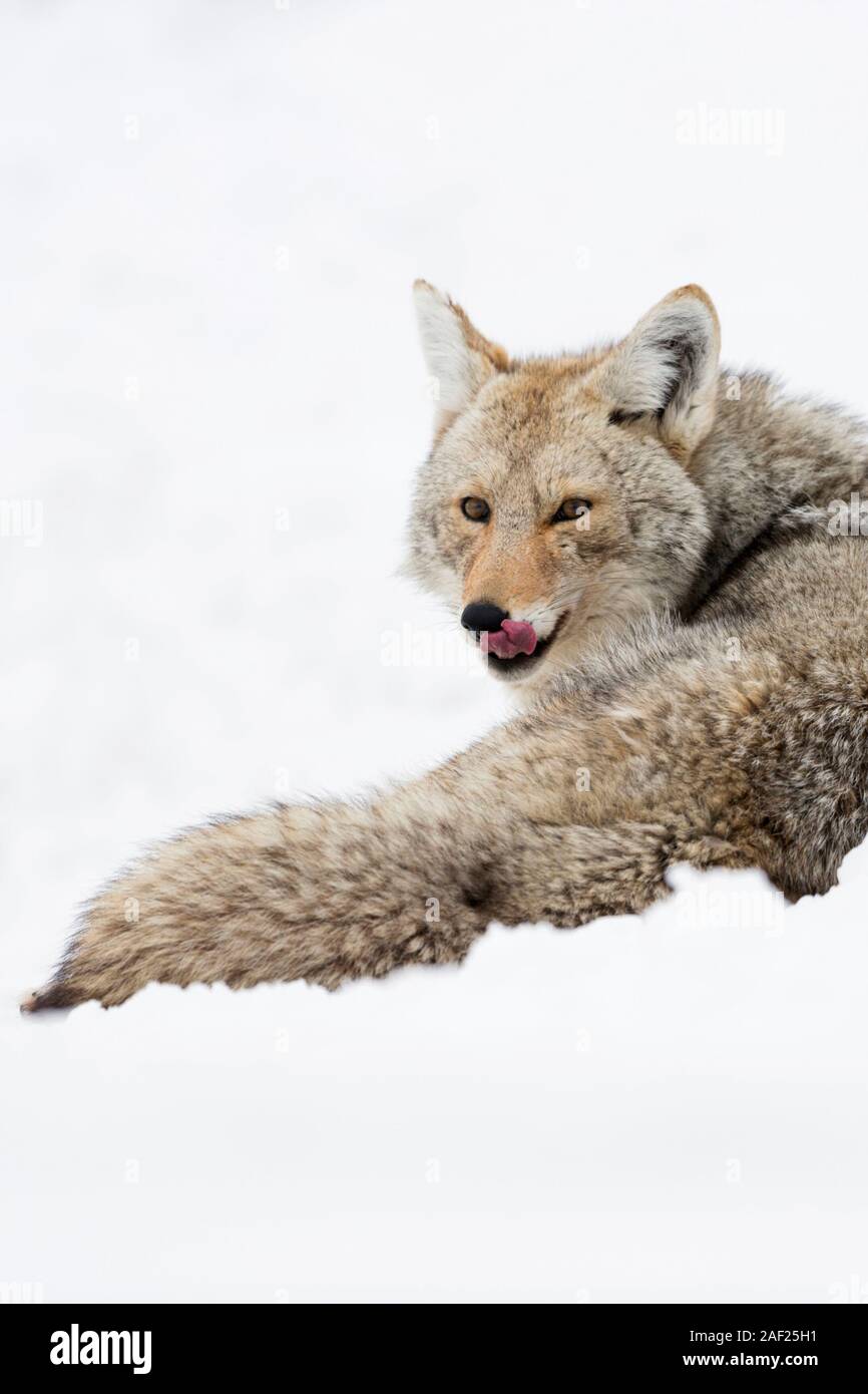 Coyote / Kojote ( Canis latrans ) in inverno, giacente nella neve alta, riposo, leccare la sua linguetta, guardando attento, Yellowstone NP, STATI UNITI D'AMERICA. Foto Stock
