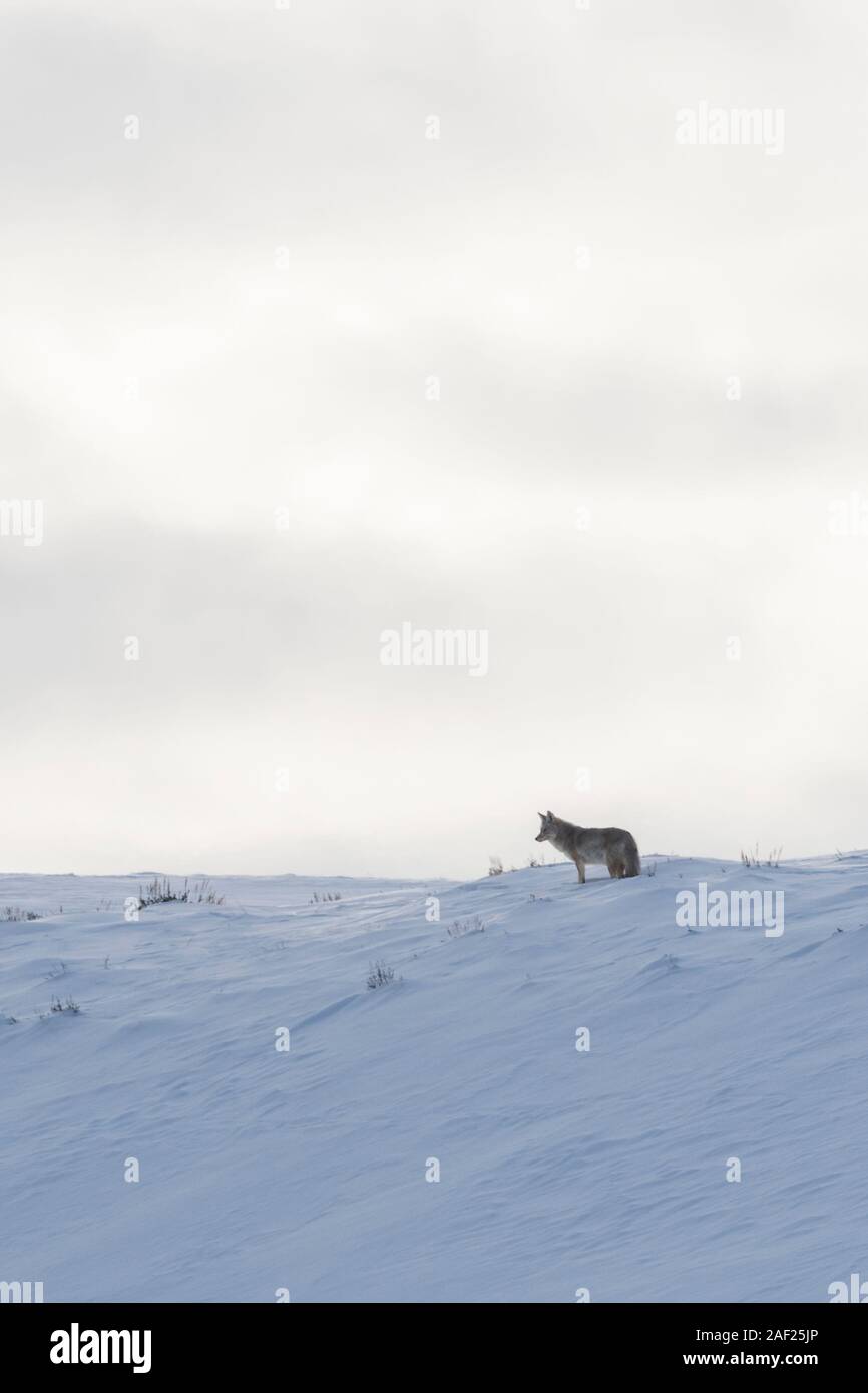 Coyote / Kojote ( Canis latrans ), in inverno, sorge sulla sommità di una coperta di neve hill, sulla distanza, contro il cielo di sera, Yellowstone NP, STATI UNITI D'AMERICA. Foto Stock
