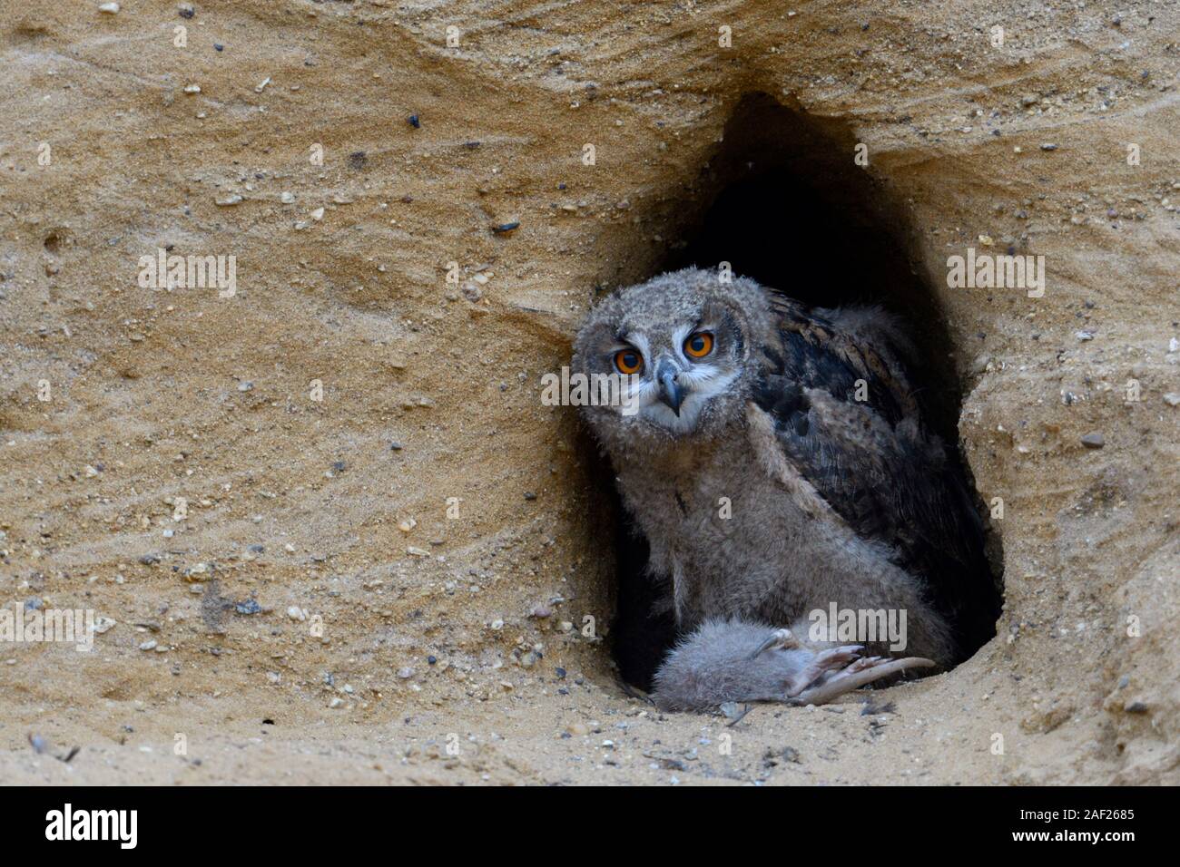 Gufo reale / Europaeischer Uhu ( Bubo bubo ), owlet al sito di nidificazione, alimentazione sulla preda ( nutria ), la fauna selvatica, l'Europa. Foto Stock