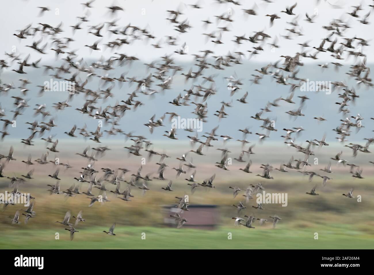 Anatre selvatiche, principalmente wigeons ( Mareca penelope ) e germani reali, densa gregge di anatre selvatiche in volo veloce su una palude, dynamic shot, offuscata, la fauna selvatica, Foto Stock